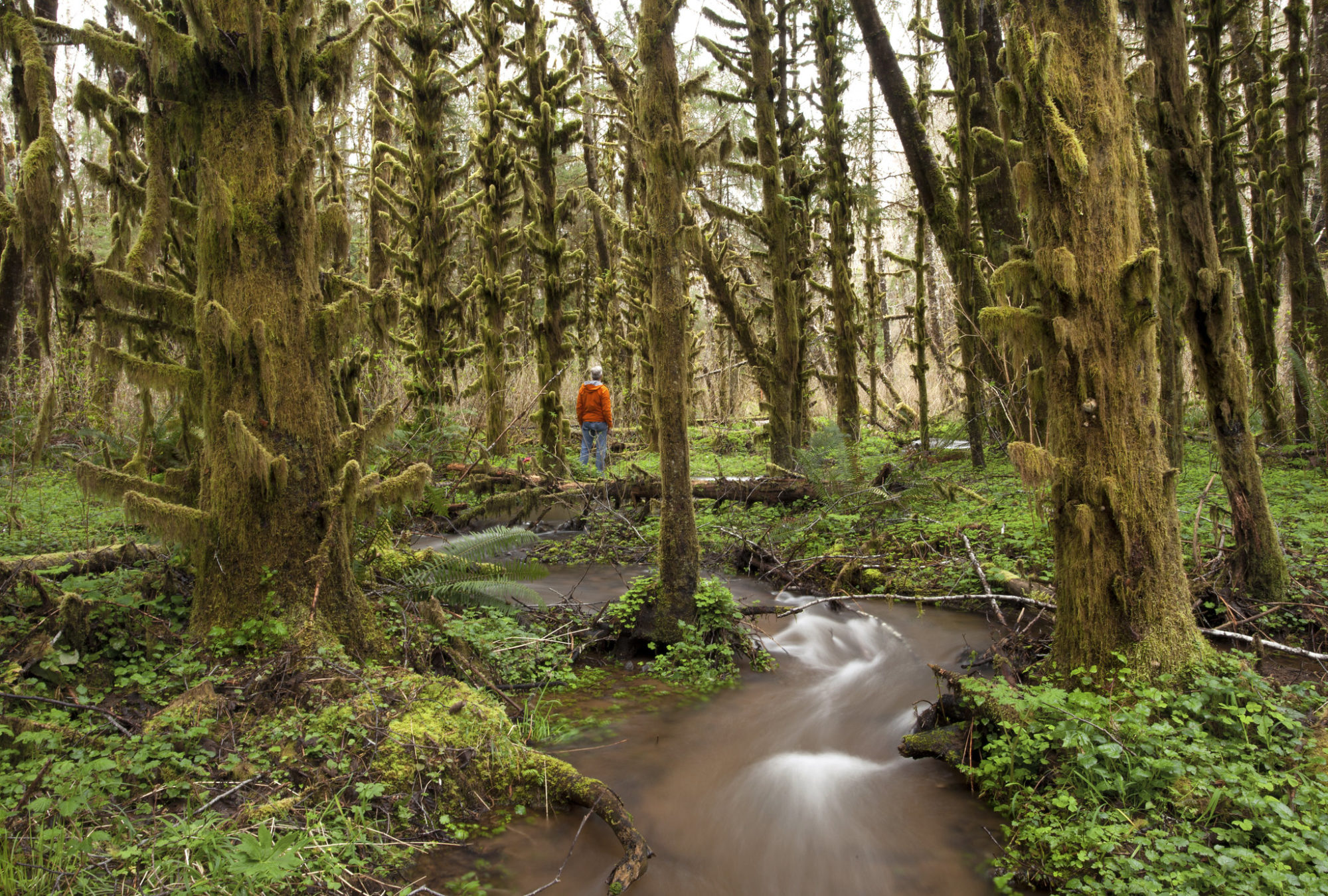 Munson Creek forest creek