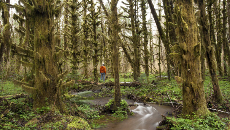 Munson Creek forest creek