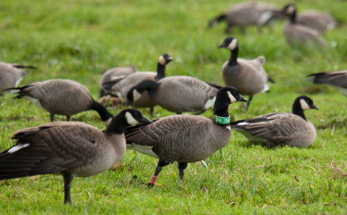 Semidi Islands Aleutian cackling goose