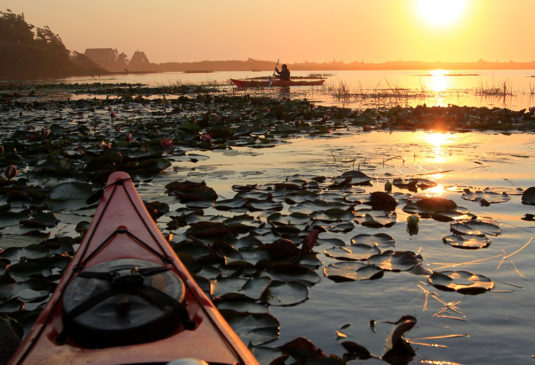 kayak sunset lily pads