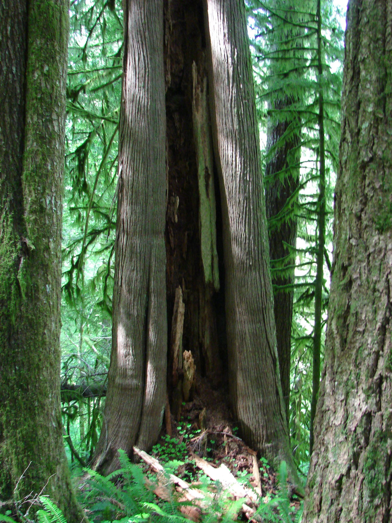 Cedar hollow scaled xN5K6s.tmp