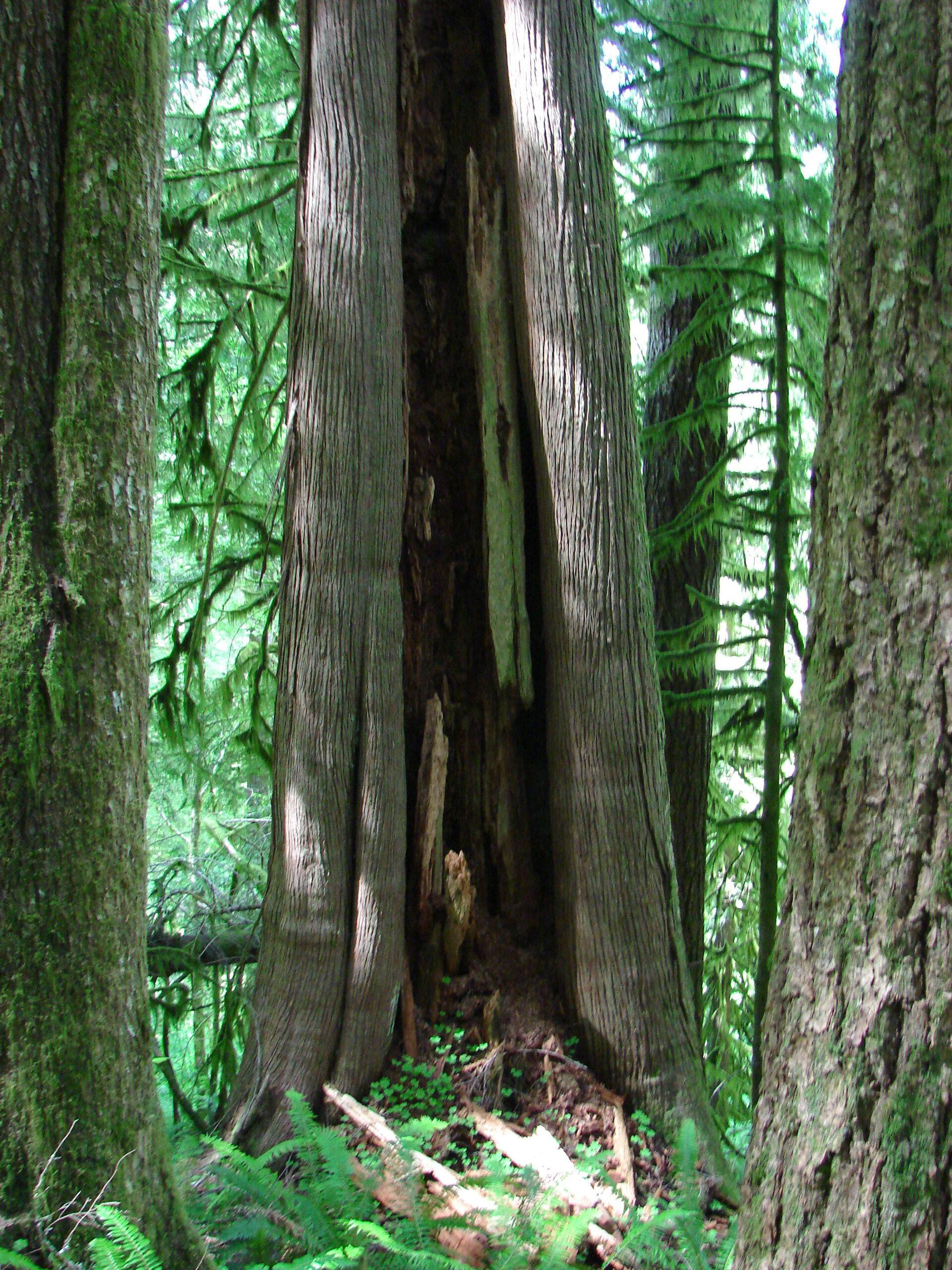 Cedar hollow scaled xN5K6s.tmp