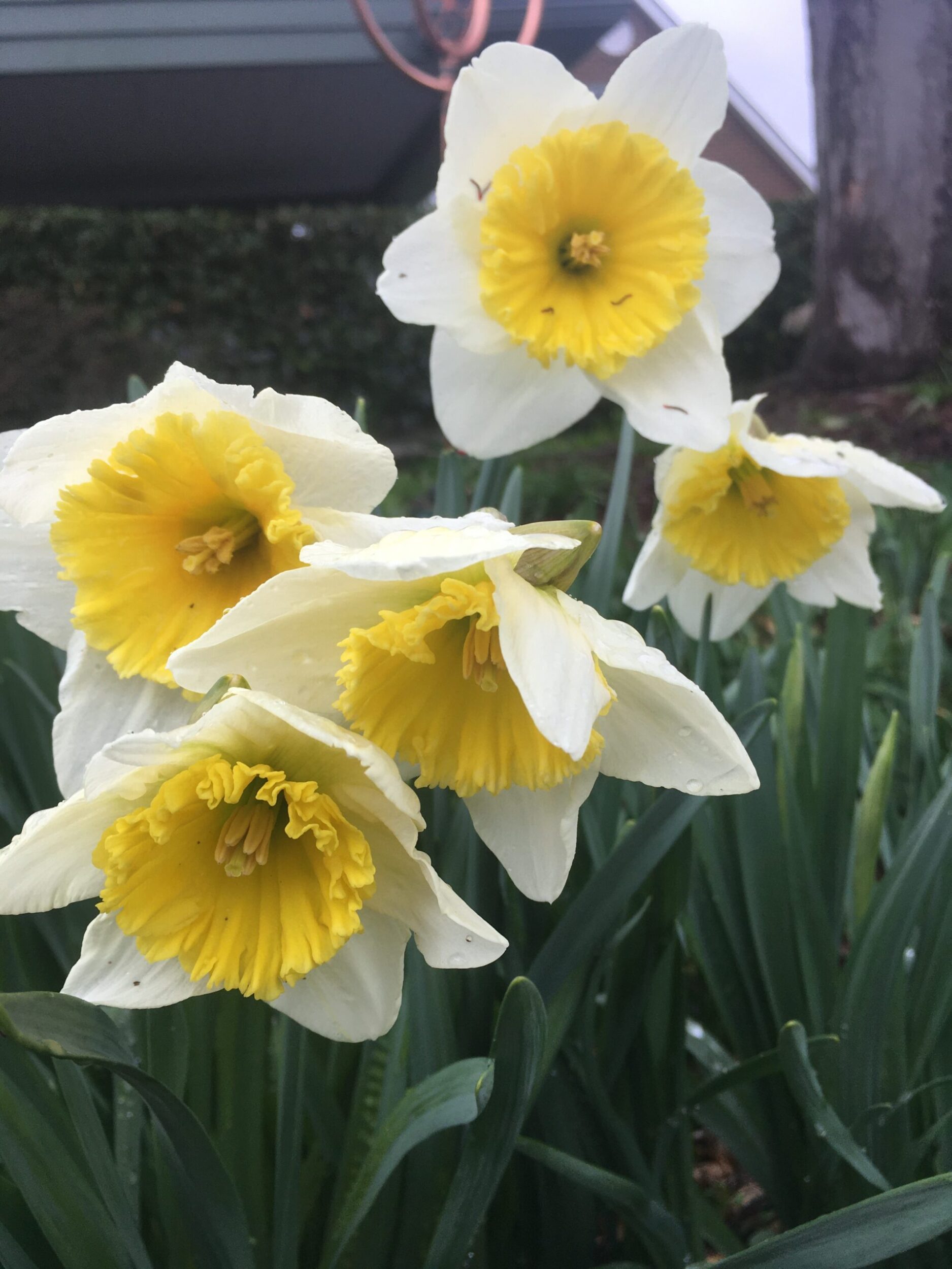 daffodil scaled jlpLHh.tmp