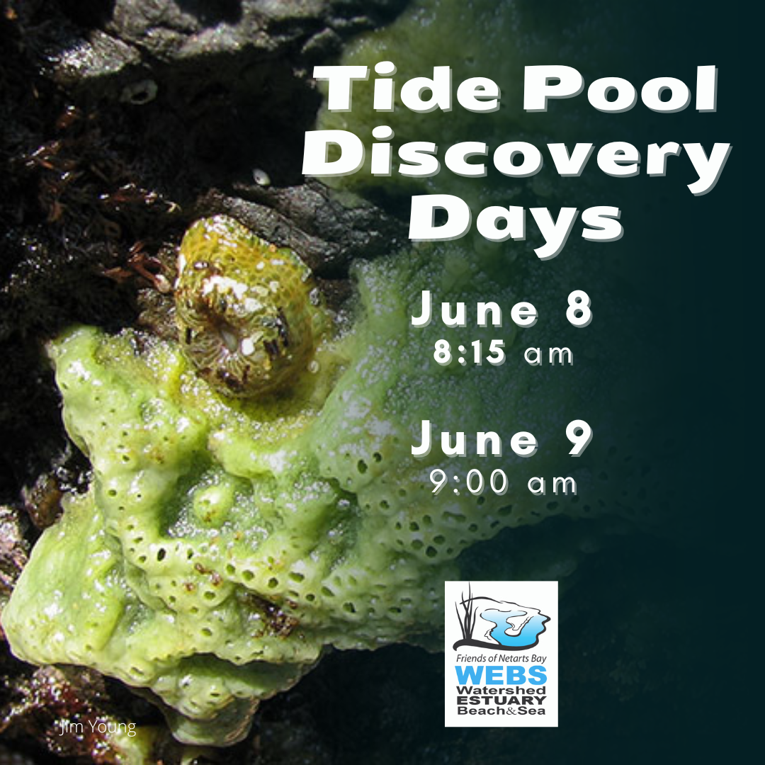 2024 Tidepool Days June 2024 VM7XIA.tmp