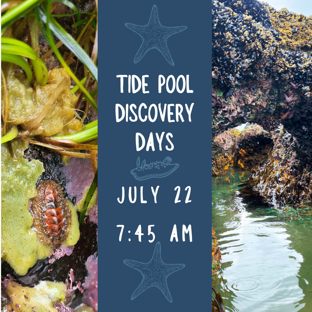 Tidepool Graphic KWzRe5.tmp