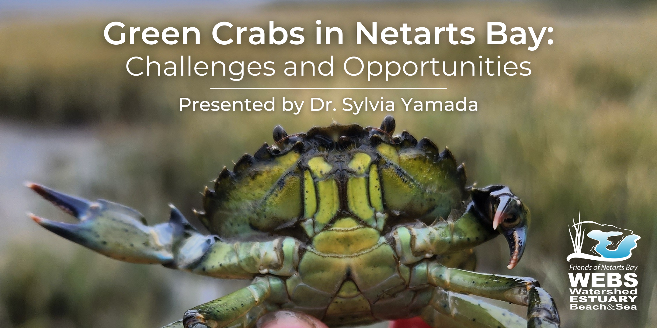 Green Crab Presentation Iy5E26.tmp