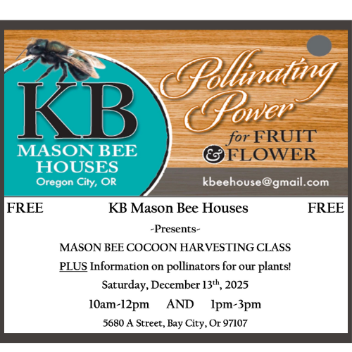 Mason Bees 1213 ruqeRz