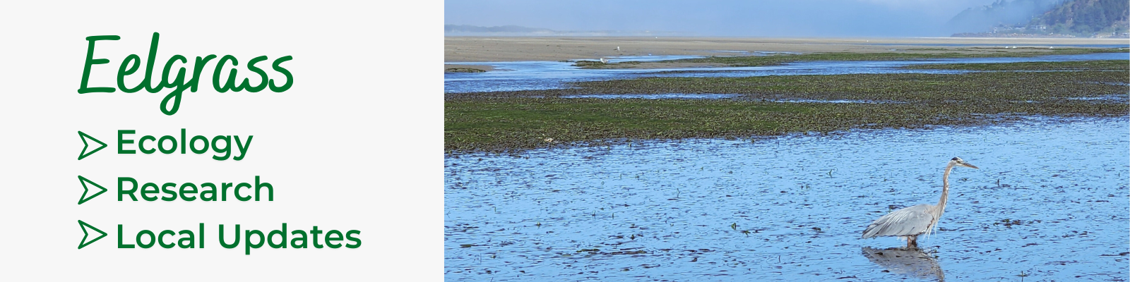 Eventbrite Banner Google Form Eelgrass X5IcKu