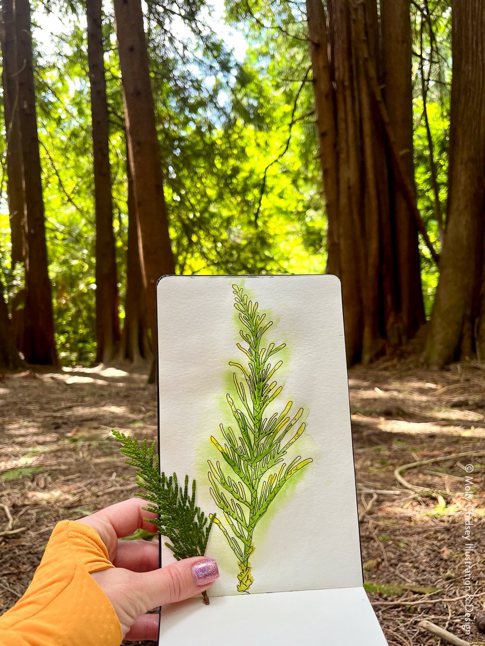 Botanical Illustration MollyChidsey 3 5xsSFU
