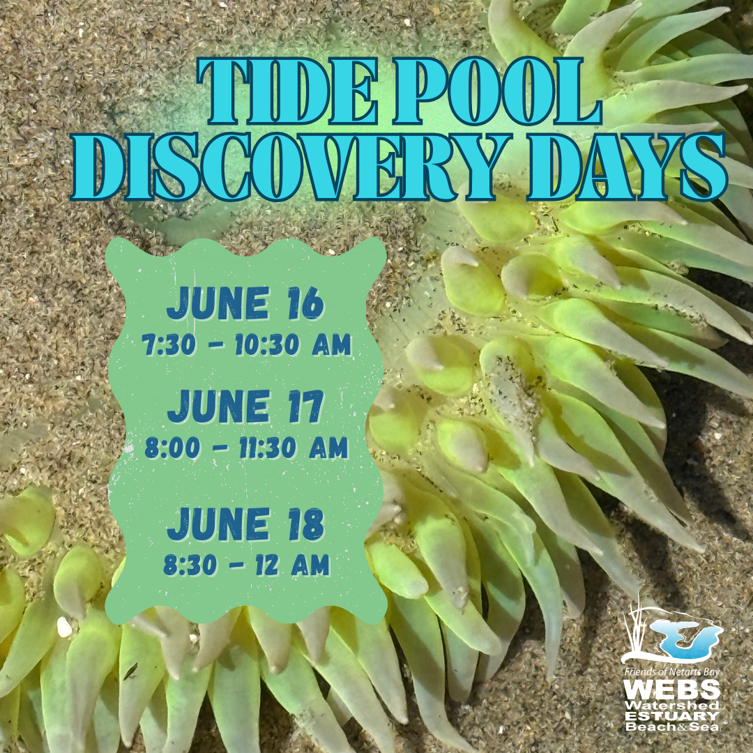 June Tide Pool Days 2026 1 B8MvLE